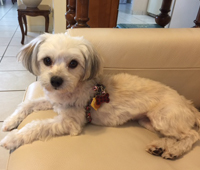 Blondie, adopted dog