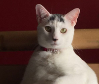 Lucky, adopted cat