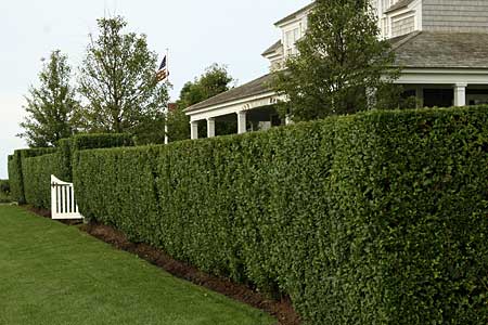 Hedges