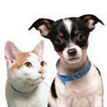 Dog and cat