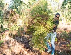 Woman picking up weeds