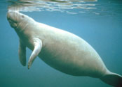 manatee - photo courtesy USGS Sirenia Project