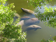 A group of manatees swimming.