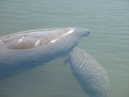 A baby manatee nursing.