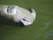 A manatee swimming.