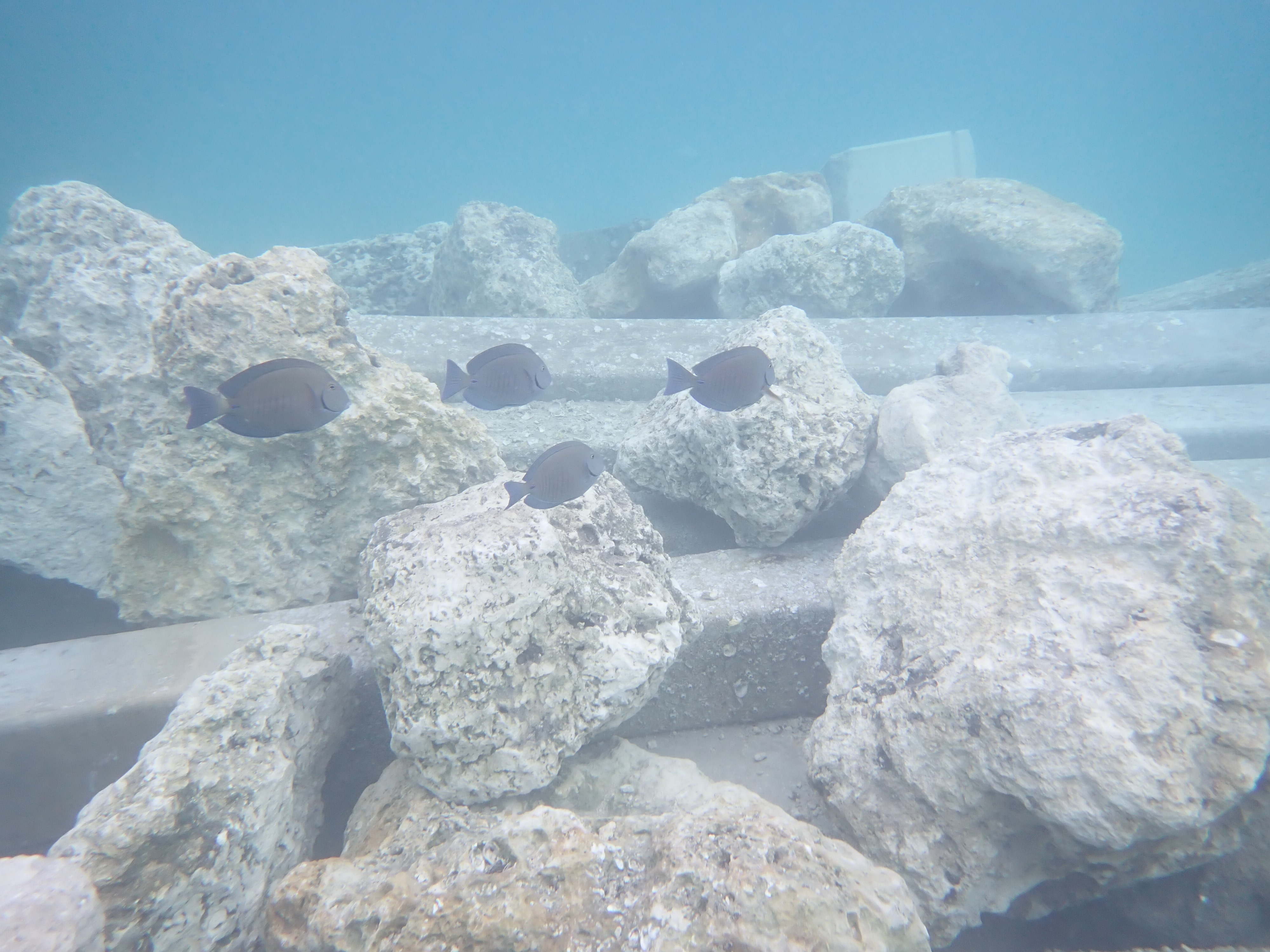 Bug Light reef