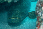 Goliath Grouper