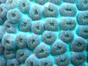 Coral Polyp sponsor