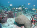 Coral Reef ambassador