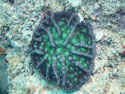 Small Coral Colony sponsor