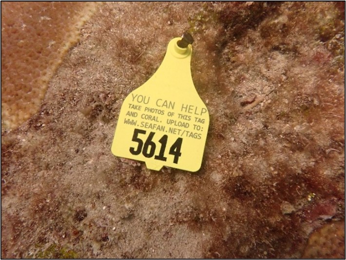 coral tag