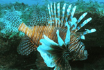 Lionfish