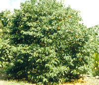 Carambola Tree