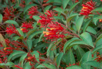 picture of firebush or butterfly bush