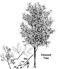 Inkwood Tree