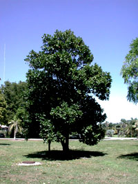 Jackfruit