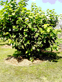 Mulberry tree