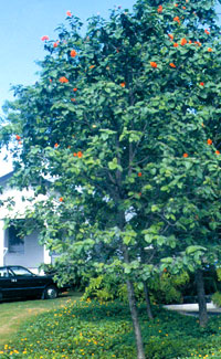 Orange Geiger tree