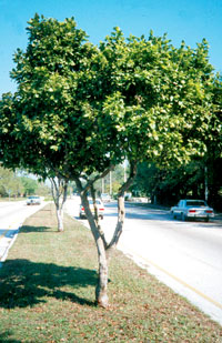 Pigeon Plum Tree