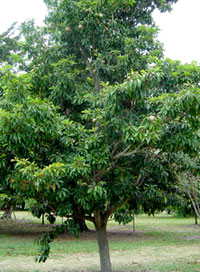 Sapodilla