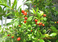 picture of simpson or twinberry stopper tree