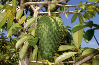 photo of soursop tree