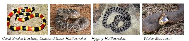 Coral Snake Eastern, Diamond Back Rattlesnake, Pygmy Rattlesnake, Water Moccasin