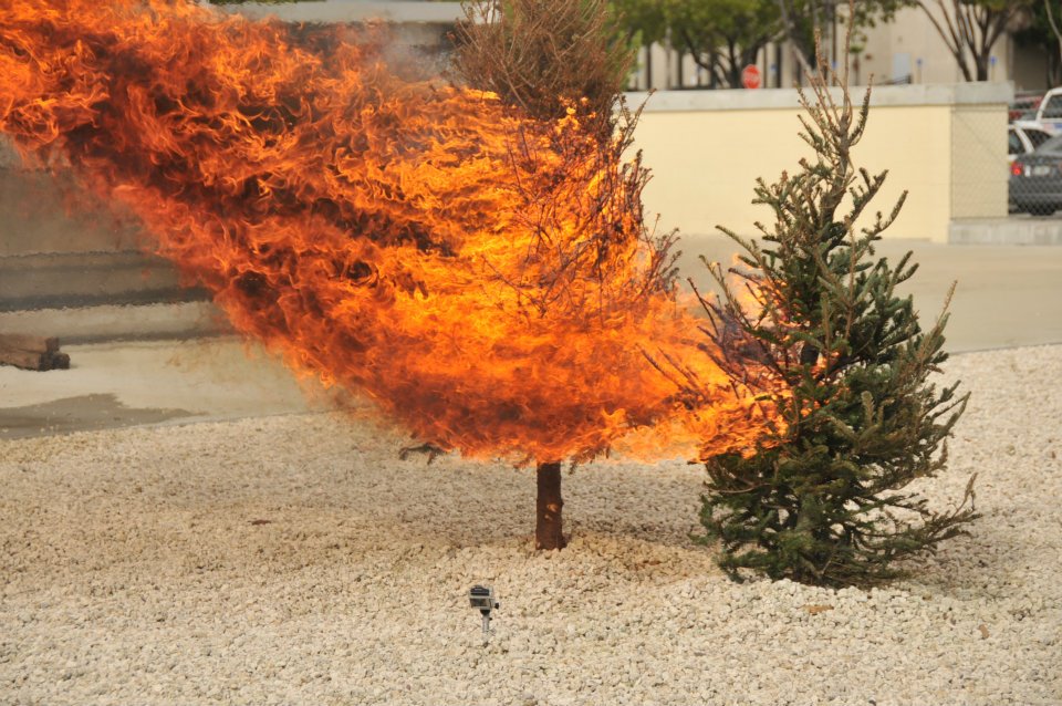 Christmas Tree Safety