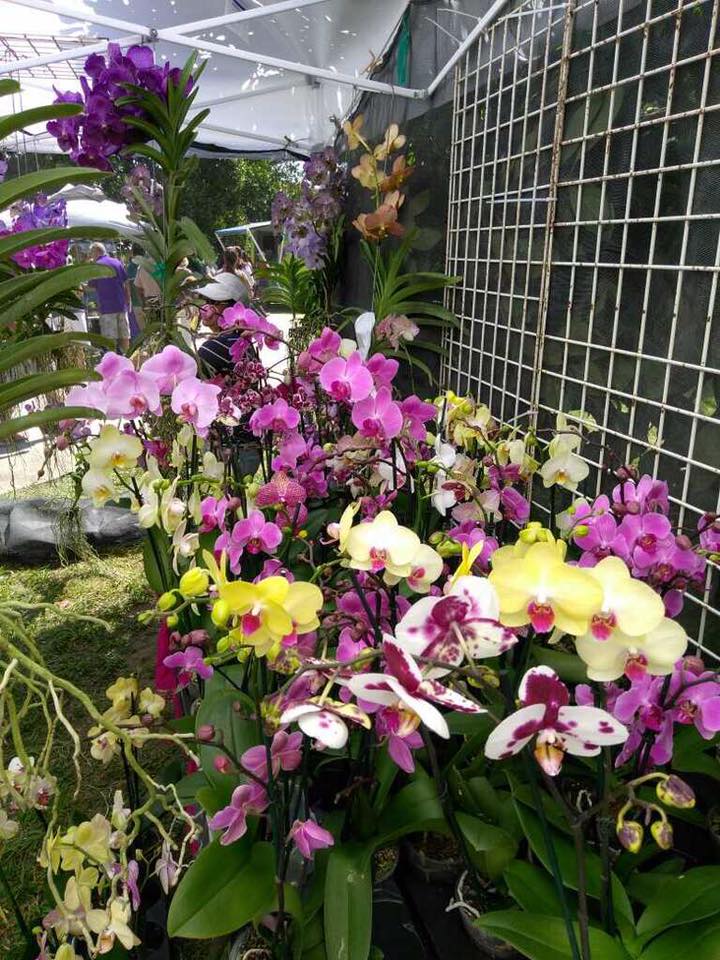 orchids