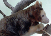 Kangaroo Awareness Days 