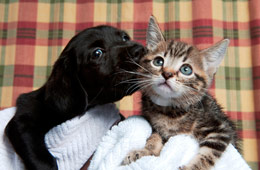 Free Spray/Neuter