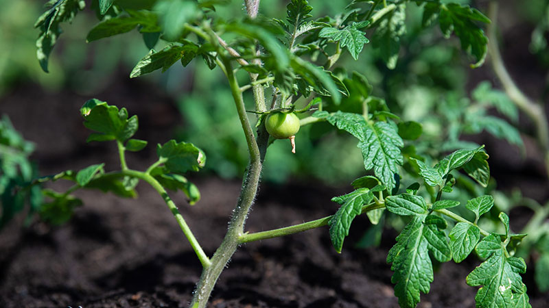 A tomato growing in the garden
