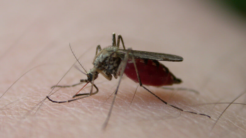 Mosquito on skin