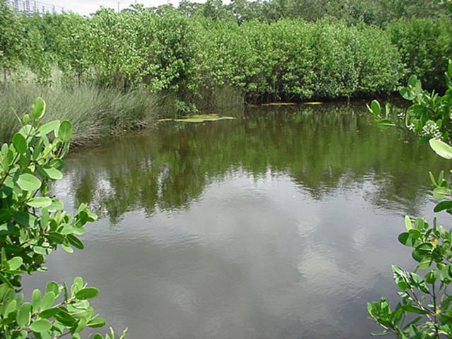 Oleta River