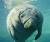 Miami-Dade County - Environment - Manatee Protection Plan Review Committee