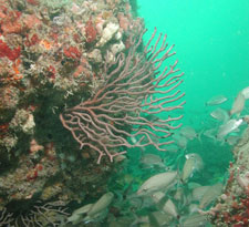 Baseline Limerock Boulder Artificial Reef