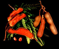 Indian Tamarind
