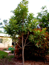 Paradise tree