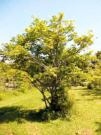 Sugar Apple
