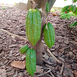 Cacao