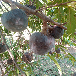 Custard Apple