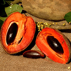 Mamey