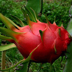 Dragon Fruit