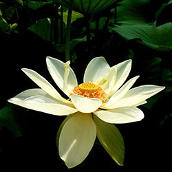 Lotus