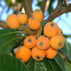 Loquat