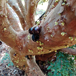 Jaboticaba