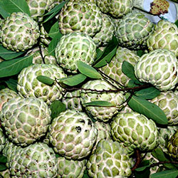 Sugar Apple