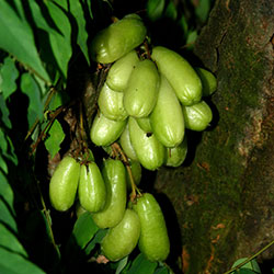 Bilimbi