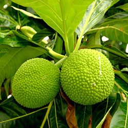 Breadfruit