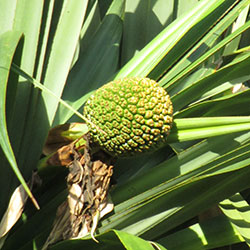 Pandanus